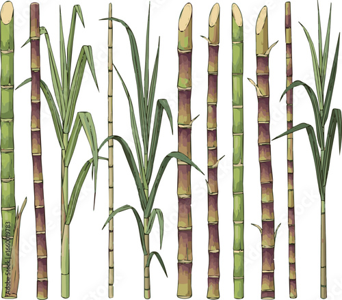 Create a kinds of deferent Sugarcane vector art with white background.