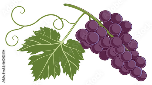 Cluster of Purple Grapes with Vine and Leaf.