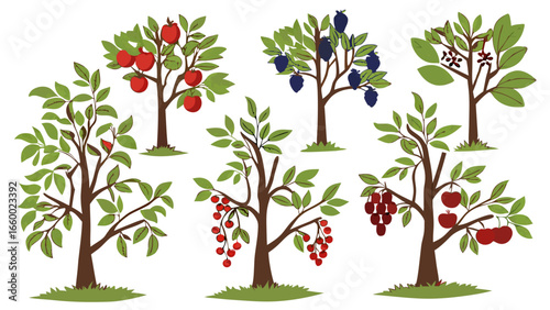Collection of Fruit Trees with Apples Plums Cherries and Grapes.