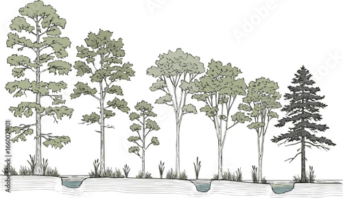Create a Minimal style cad tree line drawing, Side view, set of section wetland forest vector art color with white background.