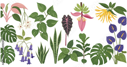 Botanical card, natural green plants. Exotic jungle background, floral backdrop design. Tropical leaf garden, fresh foliage. Greenery, greenhouse with leaves. Summer thickets. Flat vector illustration
