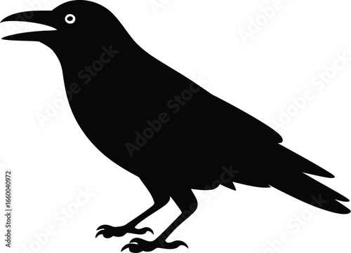 Black crow bird standing silhouette