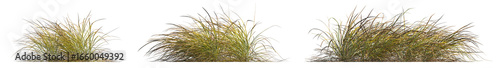 Anemanthele lessoniana grass isolated png on a transparent background premium cutout (Stipa arundinacea, Pheasant's Tail Grass or Gossamer Grass)