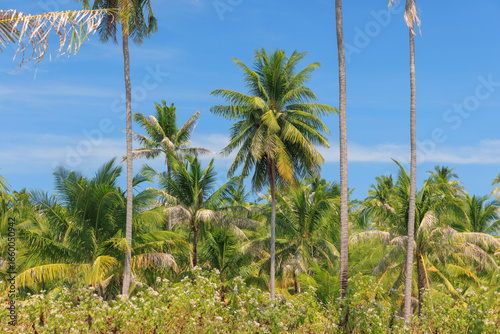 Wallpaper Mural Vibrant palm trees sway gently in the tropical breeze under a bright blue sky in Thailand. The lush greenery showcases nature's beauty in this serene outdoor setting. Torontodigital.ca