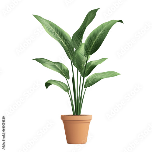 Realistic house plant in a terracotta pot, isolated on a white background