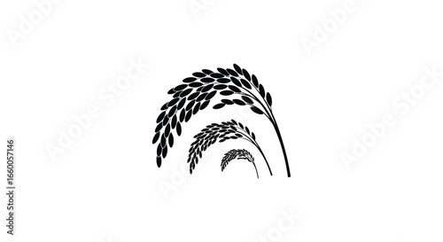 Black silhouette of wheat or rice plants in various stages of growth