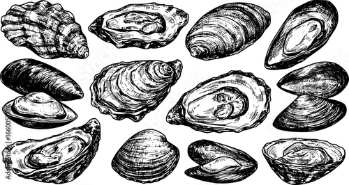 Oysters engraving vector set. Seafood shell fresh luxury, bivalves clams mussels mollusks ocean marine restaurant food, hand drawn sketch black monochrome isolated vectors