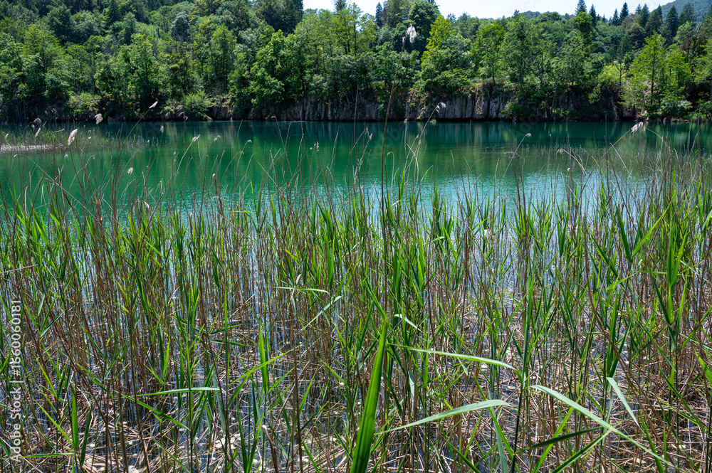 Obraz premium Reeds on the shore of a lake with forest
