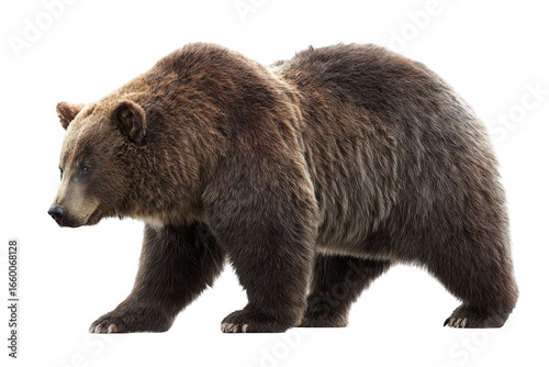 Wallpaper Mural Brown grizzly bear walking, isolated on a transparent background Torontodigital.ca