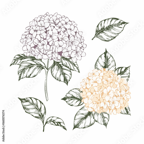 Hydrangea and hortensia hand drawn paint vector set. Ink drawing flowers with leaves, monochrome botanical illustration.