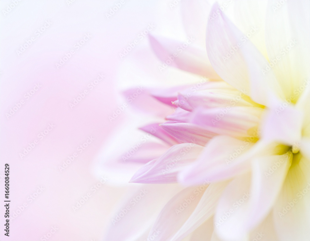 Fototapeta premium Side Angle of Elegant Dahlia Petals in Pastel Colors, Soft Focus Detail