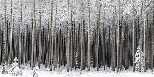 Snow-covered forest with tall, evenly spaced trees creating a serene winter scene. Ontario, Canada