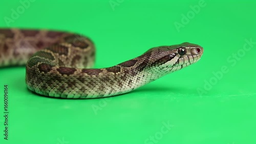 Wallpaper Mural Detailed shot of a brown and black patterned snake with its head raised, isolated on a bright green background, ready for compositing Torontodigital.ca