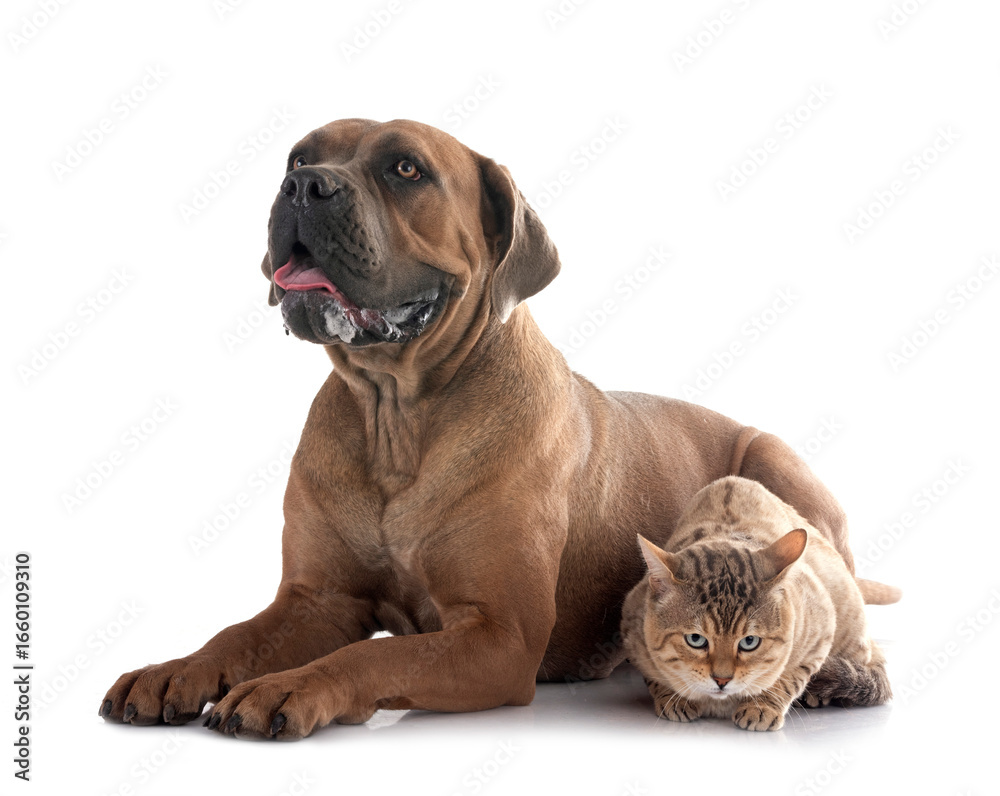 bengal cat and cane corso in studio bengal cat and cane corso in studio