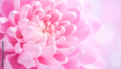 Close-up view of delicate pink chrysanthemum petals, showcasing soft textures and colors.