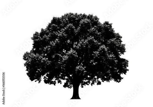 Vector art of black silhouette of a large, lush deciduous tree, representing nature and seasons