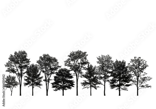 Vector art of a collection of diverse deciduous and evergreen trees in silhouette, isolated on a, showcasing various shapes and sizes of forest flora