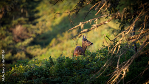 a roe buck yearling on a mountain meadow with juniper and blueberries, at a sunny summer morning