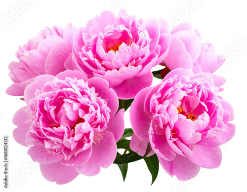  Stunning Pink Peonies in Full Bloom, isolated on transparent background PNG