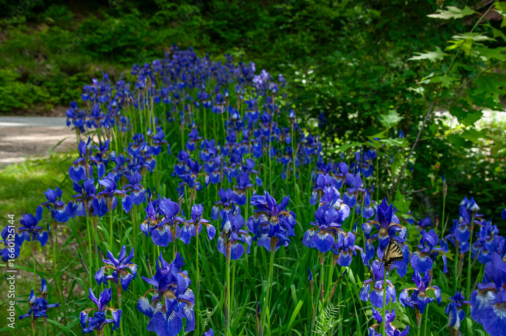 Obraz premium A beautiful patch of vibrant blue iris flowers in full bloom with a swallowtail butterfly in focus. The flowers recede into a lush green backdrop of trees, creating a peaceful and serene garden scene.