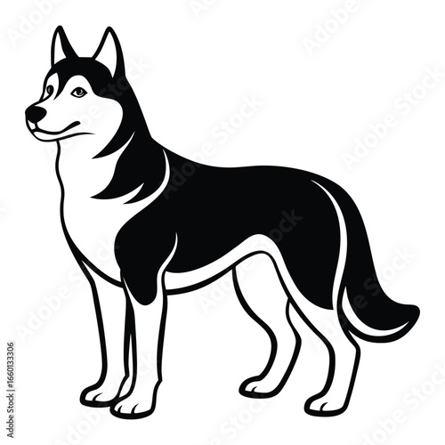 Sleek black Siberian husky vector illustration a detailed depiction of a beautiful canine breed with striking markings and a noble stance