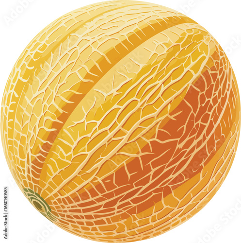 Vector Illustration of Cantaloupe Melon, Ripe Fruit with Cracked Skin, Transparent Background.