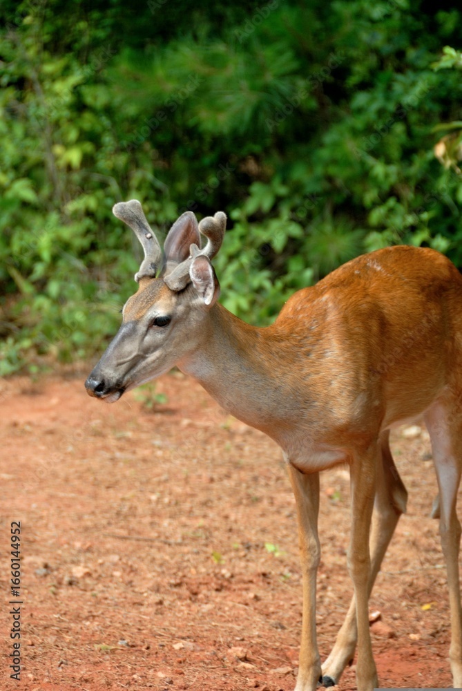 white tailed deer white tailed deer