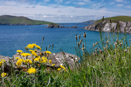 atlantic ocean, shore islands, dunmore head with flowers