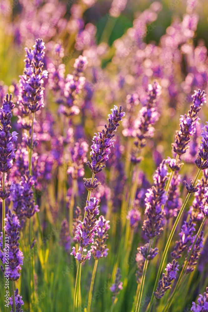 Naklejka premium Close up, macro view of vibrant purple lavender flowers in soft evening sunlight. Golden light, delicate texture and fragrant essence of blooming plants in full summer. Natural background, lanscape