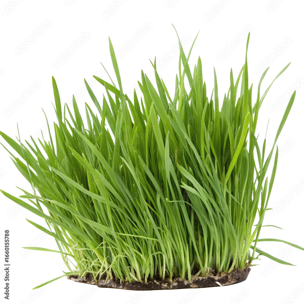 Fototapeta premium Green grass realistic illustration isolated on white background in natural outdoor design 