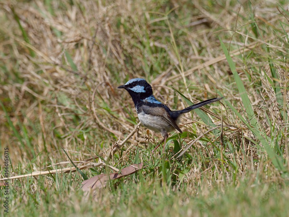 Obraz premium Male Superb Fairywren (Malurus cyaneus) standing on the ground foraging for food.