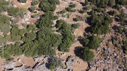 Drone view of a wild, dry and stony, slightly mountainous territory with a goat in central Crete in summer
