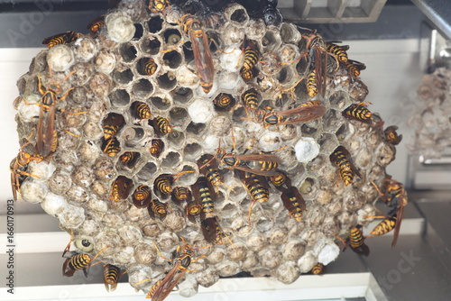 Dark-waisted paper wasp (Polistes jokahamae) is a species of paper wasp from Japan.