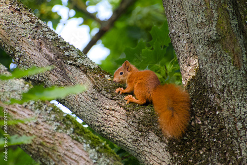 Baby red squirrel (Sciurus vulgaris) perched on a tree, showing its fluffy tail and soft fur