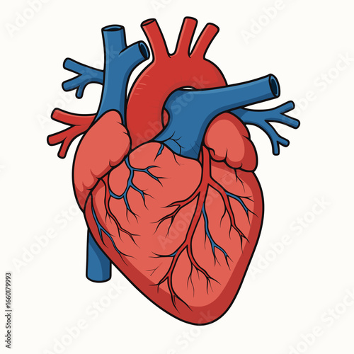 Illustration of a human heart demonstrating circulatory system anatomy in vibrant colors
