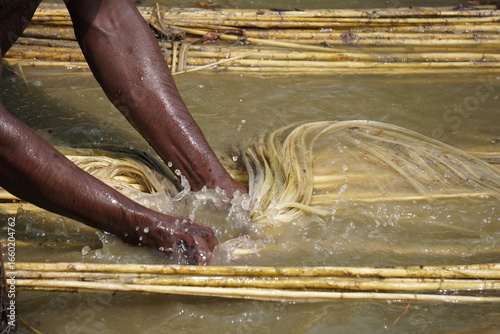 process of retting jute fibers