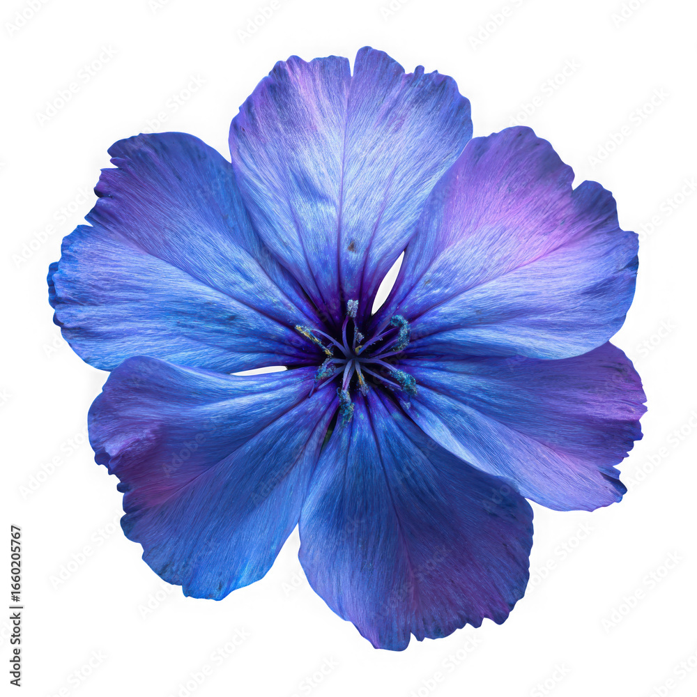 Naklejka premium Vibrant blue flower isolated on transparent background