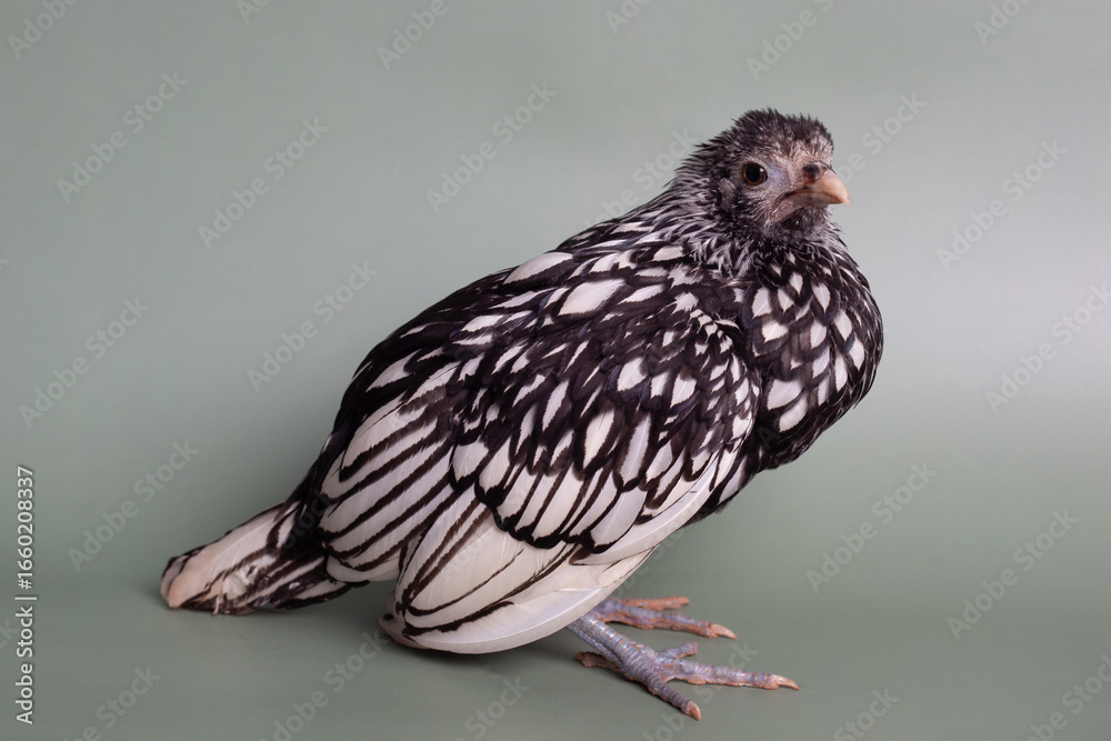 Fototapeta premium bird of prey