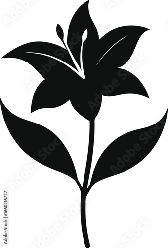 Elegant lily flower silhouette on white background