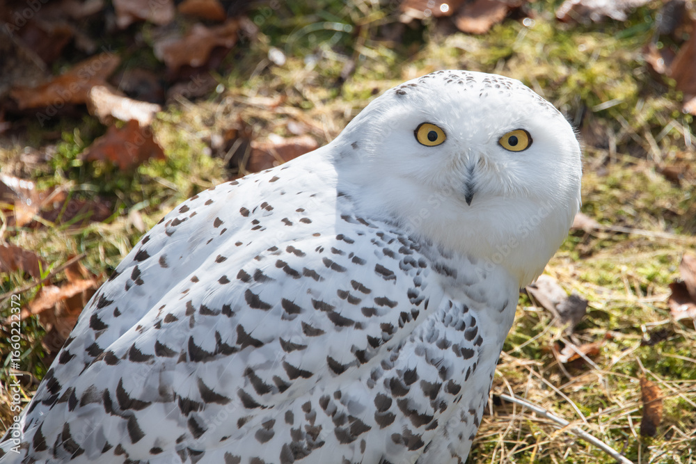 Obraz premium Portrait of a snowy owl with yellow eyes looking at the camera with a curious face expression
