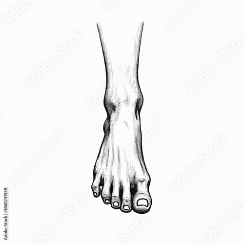 A detailed anatomical illustration of the human foot and ankle from a frontal view, a monochrome sketch perfect for medical students, artists, and podiatry studies.
