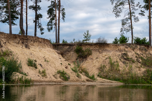 a steep sandy shore above the water with straight pine trunks