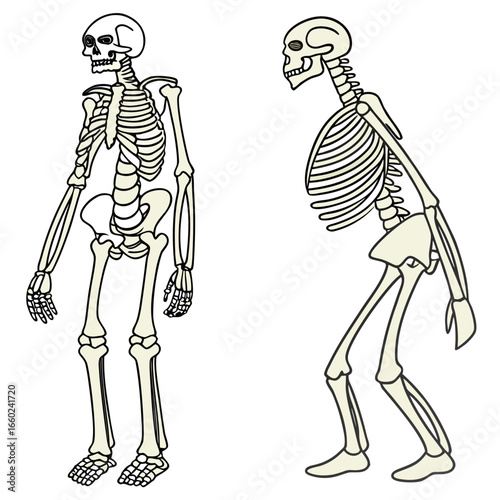 Two stylized human skeletons depicted in profile and frontal view against a white background
