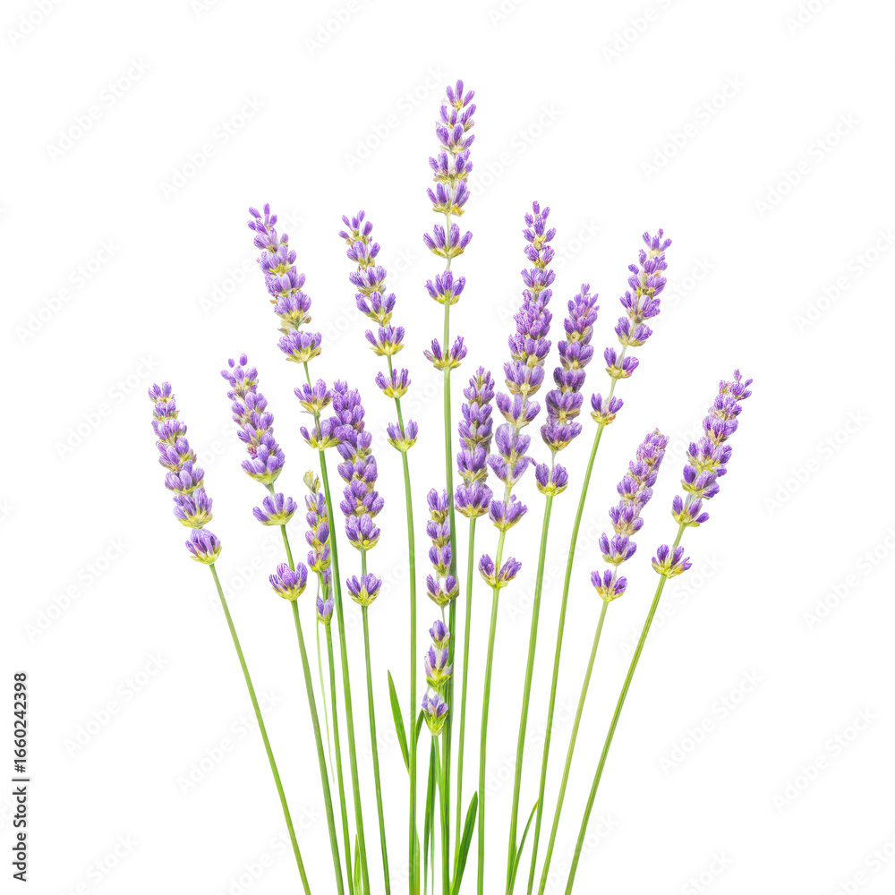 Naklejka premium A cluster of delicate purple lavender flowers with green stems isolated on a transparent background isolated on transparent background