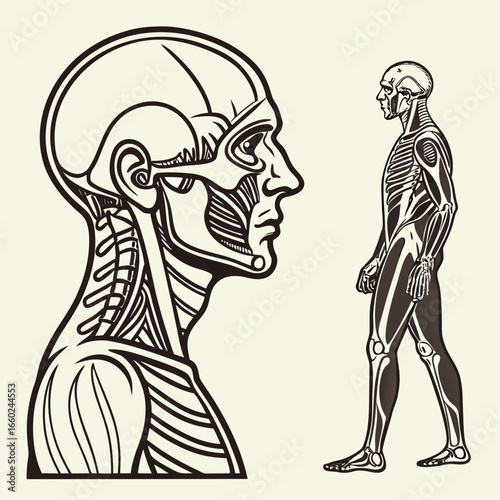 Detailed anatomical illustration of a human head and full body skeleton with muscles and bones