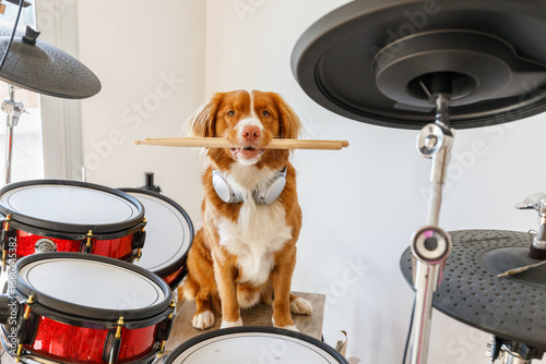 Red-haired Nova Scotia Duck Tolling Retriever dog sitting behind a drum set, a funny musical pet concept. Cute dog musician posing indoors, animal playing drums, creative pet photo