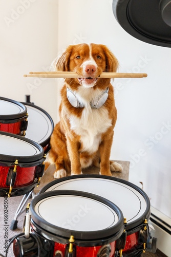 Red-haired Nova Scotia Duck Tolling Retriever dog sitting behind a drum set, a funny musical pet concept. Cute dog musician posing indoors, animal playing drums, creative pet photo