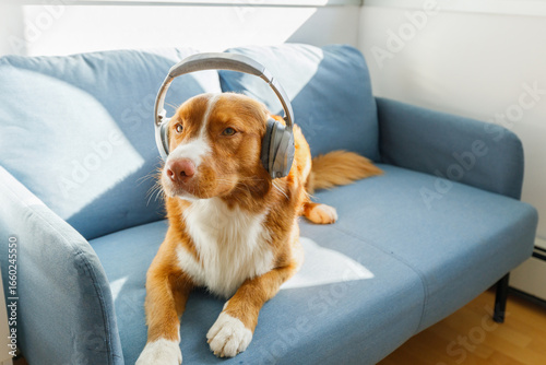 Red haired Nova Scotia Duck Tolling Retriever dog lying on a sofa wearing gray headphones. Cute relaxed pet listening to music, cozy home scene, funny dog portrait