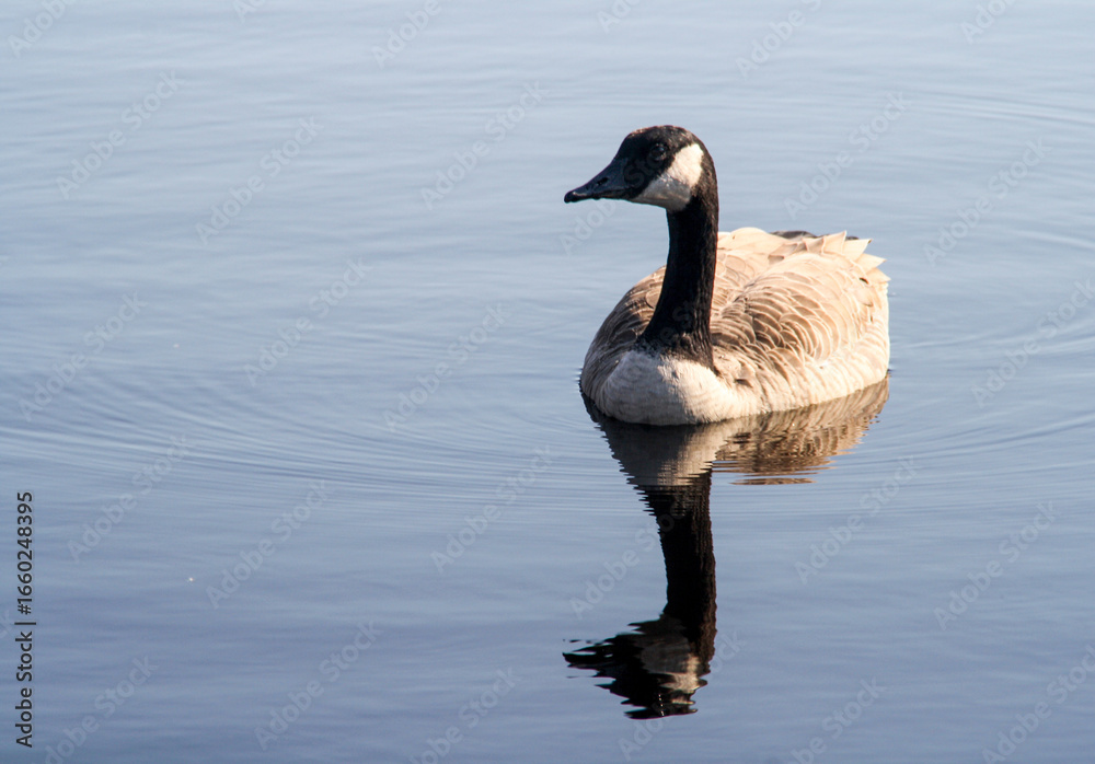 Fototapeta premium Canada Goose Reflected in Tranquil Water