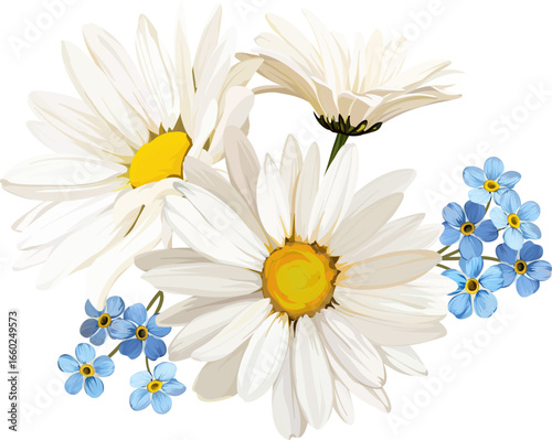 Vector bouquet of chamomile and forget-me-not flowers. Chamomile, white flower, blue flowers